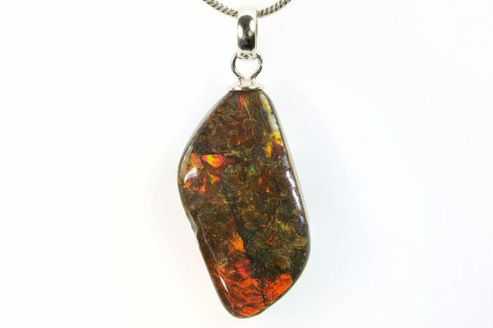 Brilliant Ammolite Pendant (Necklace) - Alberta, Canada #296099